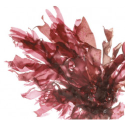 Dulse en feuilles entières 60g